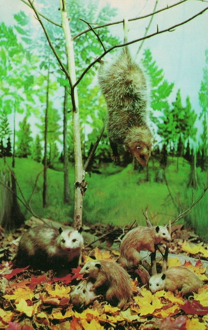 Underground Forest - Vintage Postcard (newer photo)